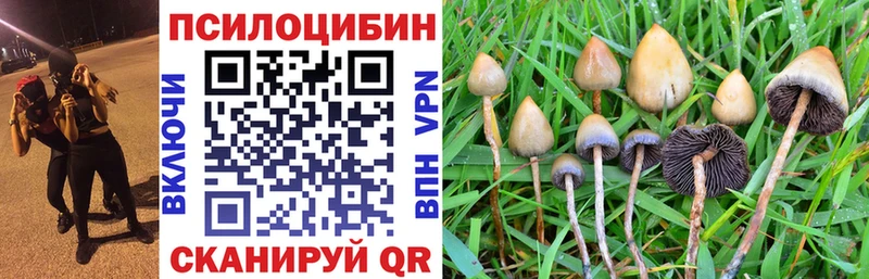 Галлюциногенные грибы Psilocybine cubensis  Ногинск 